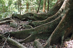 0985 Mossman Gorge